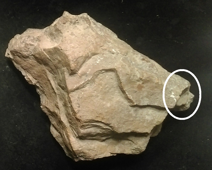 Archaeology of Portable Rock Art Arkfeld Site bird form chopper tool