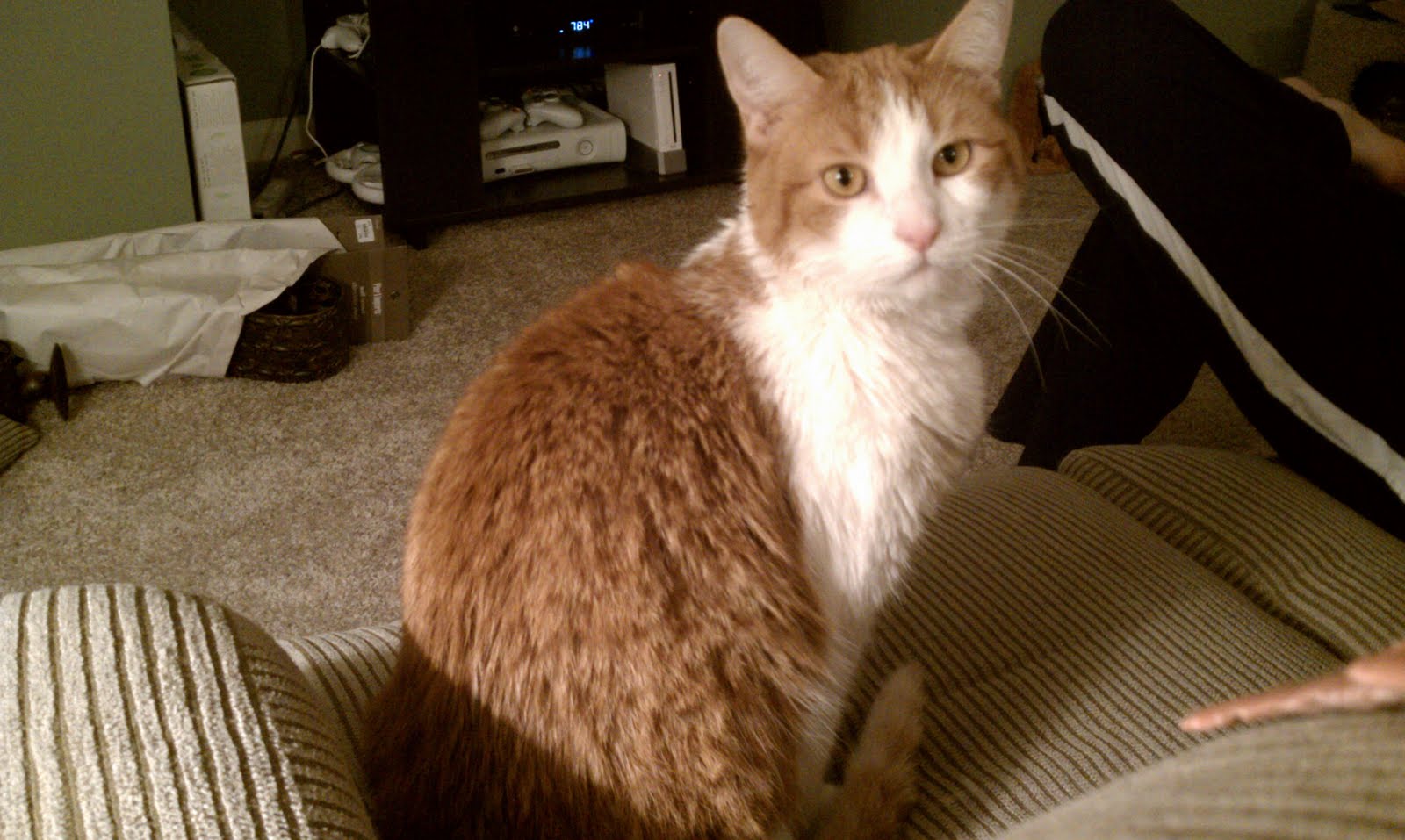 How Larry Earns His Keep best cat ever!