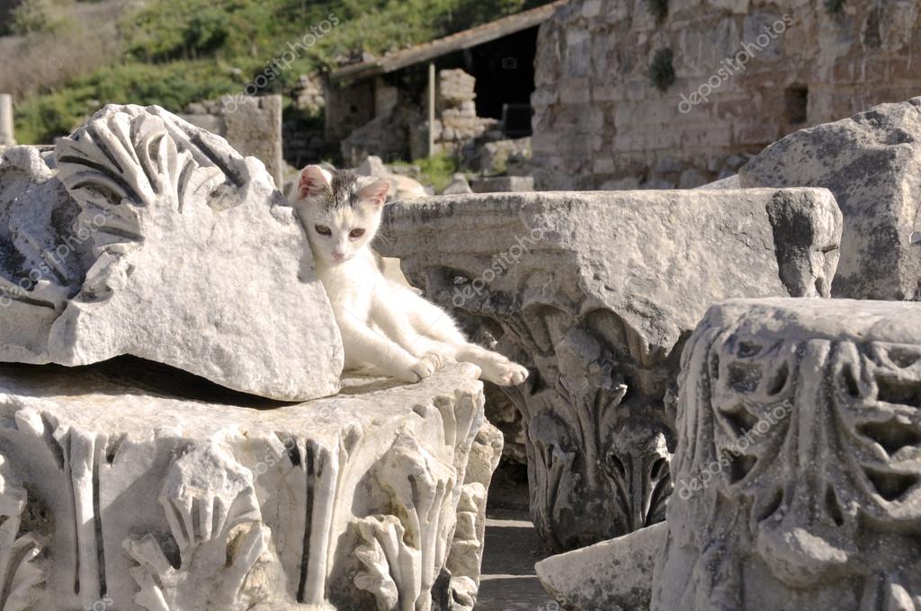 gatos: EN LA ANTIGUA GRECIA Y ROMA