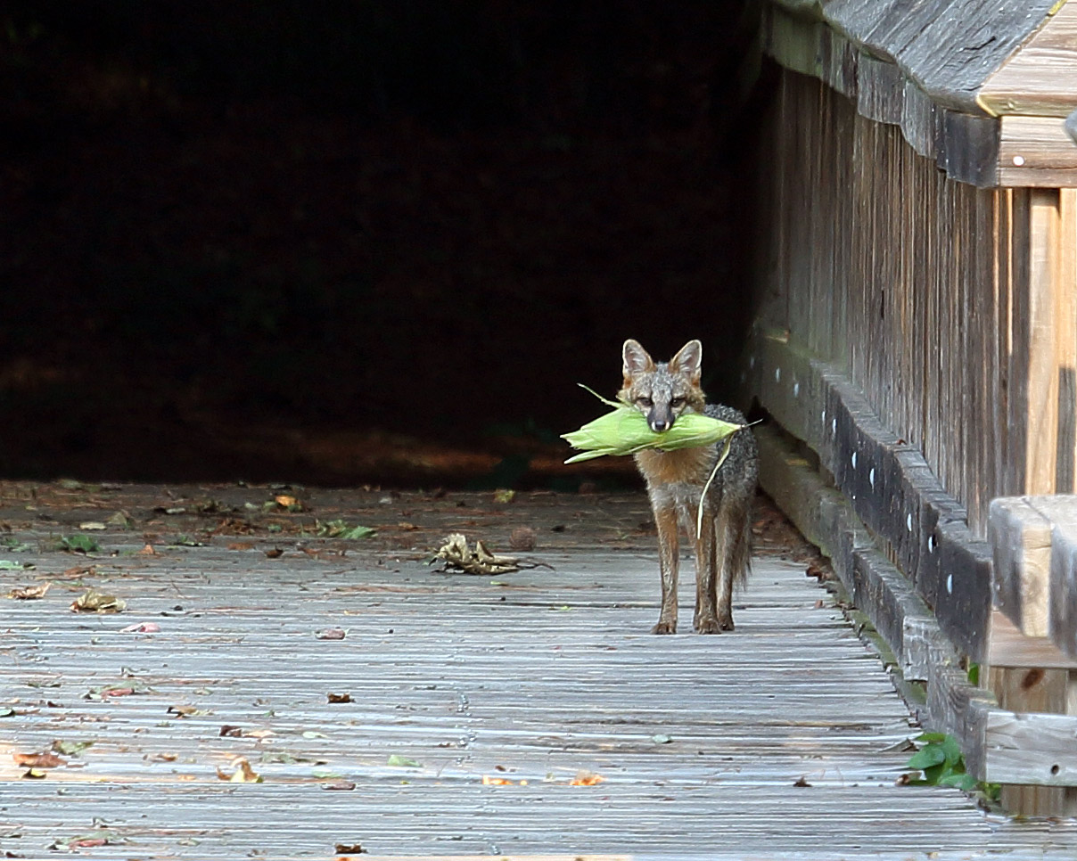 Exploring Nature in NC A Vegetarian Fox?