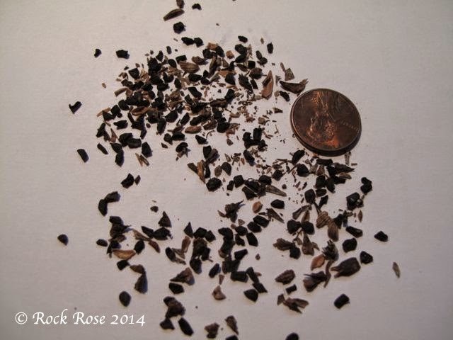 ROCK ROSE: A DIFFICULT SEED TO GERMINATE? PENSTEMON COBAEA