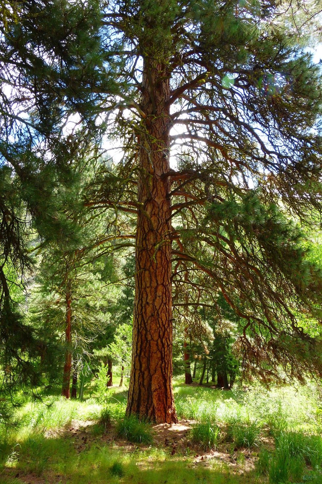 Idaho Nature Notes Tree Hugger