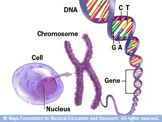 Ms. Mora's Biology Blog: FROM DNA TO PROTEINS: TRANSCRIPTION. (DE ADN A ...