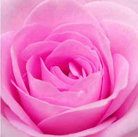 bunga-mawar-pink.jpg (200×199)