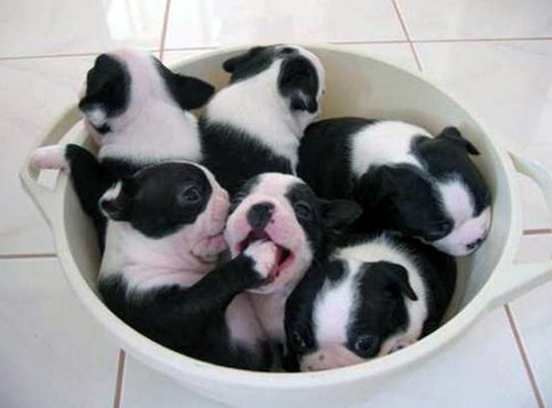 Funny Boston Terrier Puppies Pets Cute And Docile Funny Boston Terrier Puppies Pets