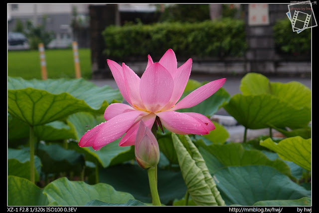 2013-04-27 中興新村火焰花 與 荷花池開花了！