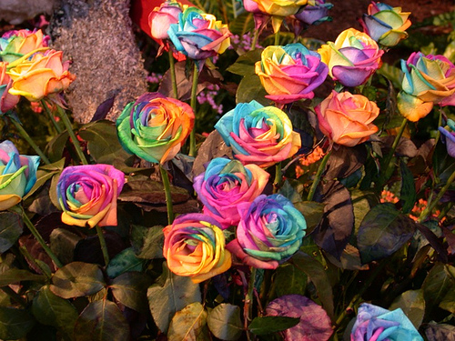 Everything Elyse: Rainbow Roses