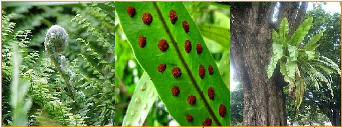 BIOLOGI GONZAGA PRE TEST TUMBUHAN PAKU