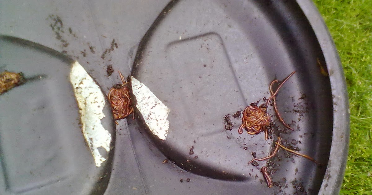Rachel the Gardener Why are there worms inside my compost bin lid?