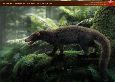 extinct mammals Prolimnocyon