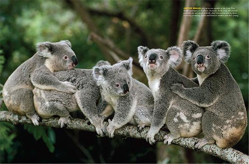 Koala Wallpaper Pets Cute and Docile