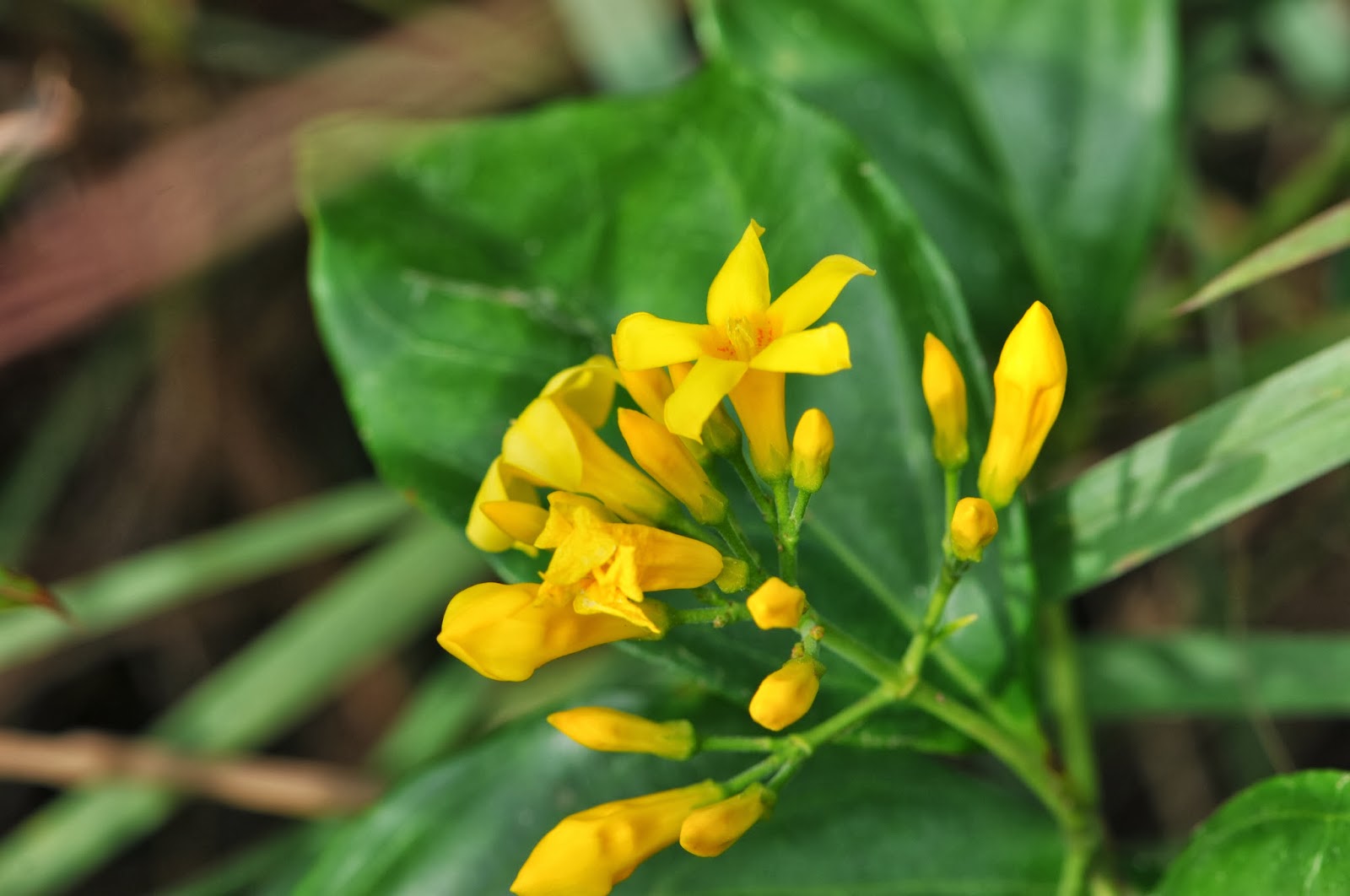 Plant Searcher: Gelsemium elegans（鈎吻/胡蔓藤/斷腸草 Graceful jesamine）