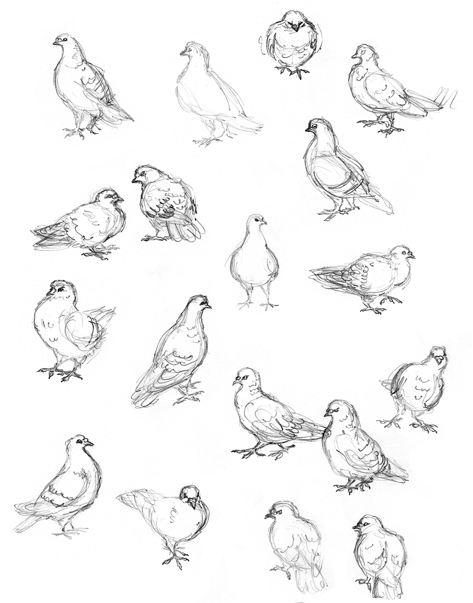 Amy Holliday Illustration : Sketchbook // Bird drawings: Street Pigeons