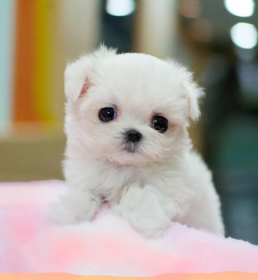 Cute Dogs|Pets: Cute Little Maltese Puppies and Dogs