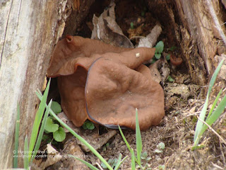 Gyromitra perlata DSC132499