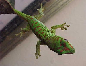 Green Lizard, me