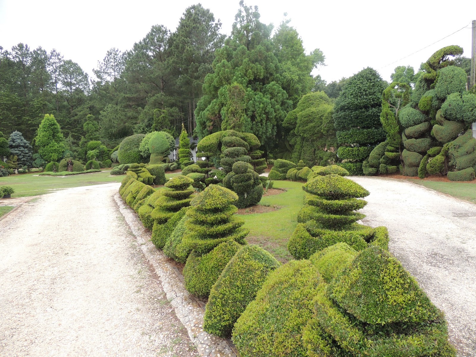 South Carolina Topiary Guy 10