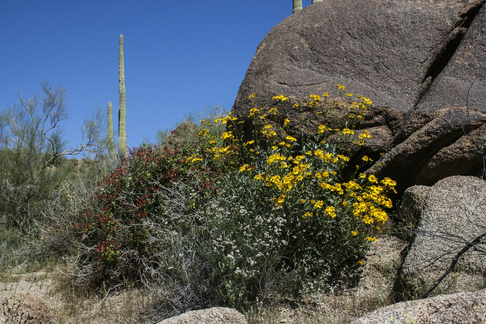 Walking Arizona Brittle Bush in Bloom
