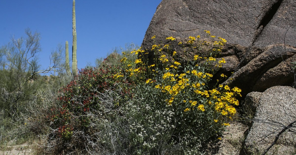 Walking Arizona Brittle Bush in Bloom