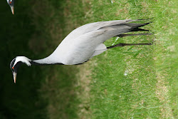 crane birds wild animation cranes flying stand grass