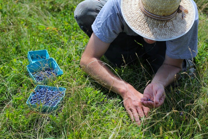 Kitchen by Aubergine Blueberry Lime Layer Cake