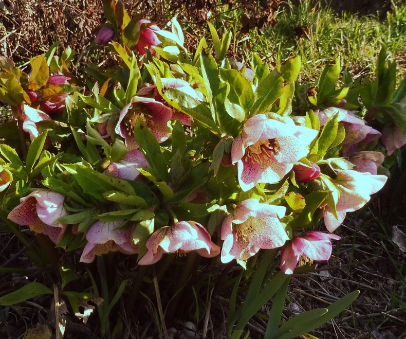 Naturwanderin Februar 2019