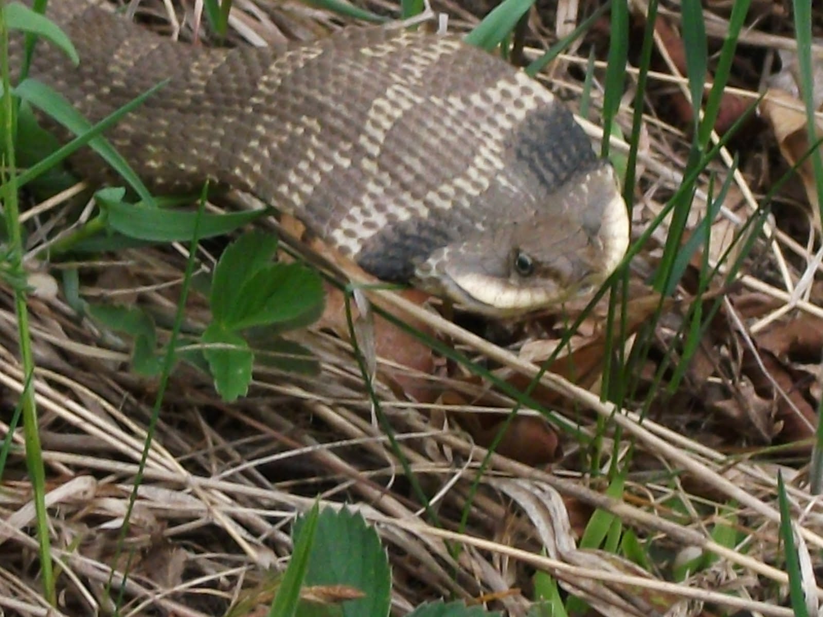 ___prh...a day in the life....Blogging since July 2007 Mushrooms, Meeting Cousin Moe, Rain, and