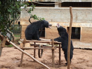 Squabbling broke out between the rescued bears over enrichment