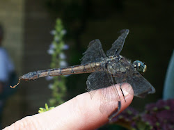 My Dragonfly Friend