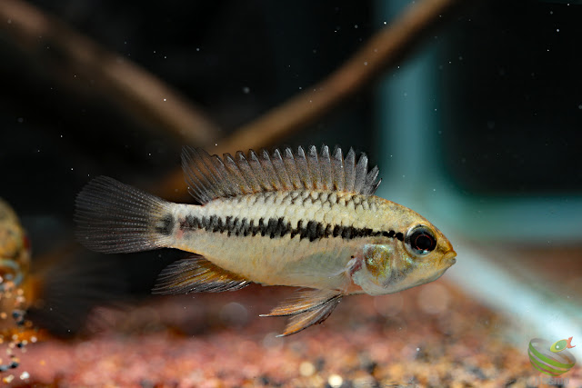 Apistogramma sp. pacman from Rio guaviare