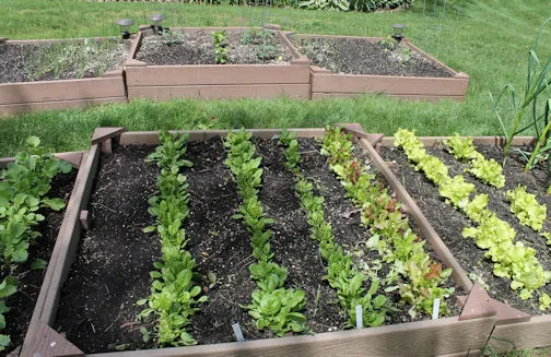 A spring vegetable garden