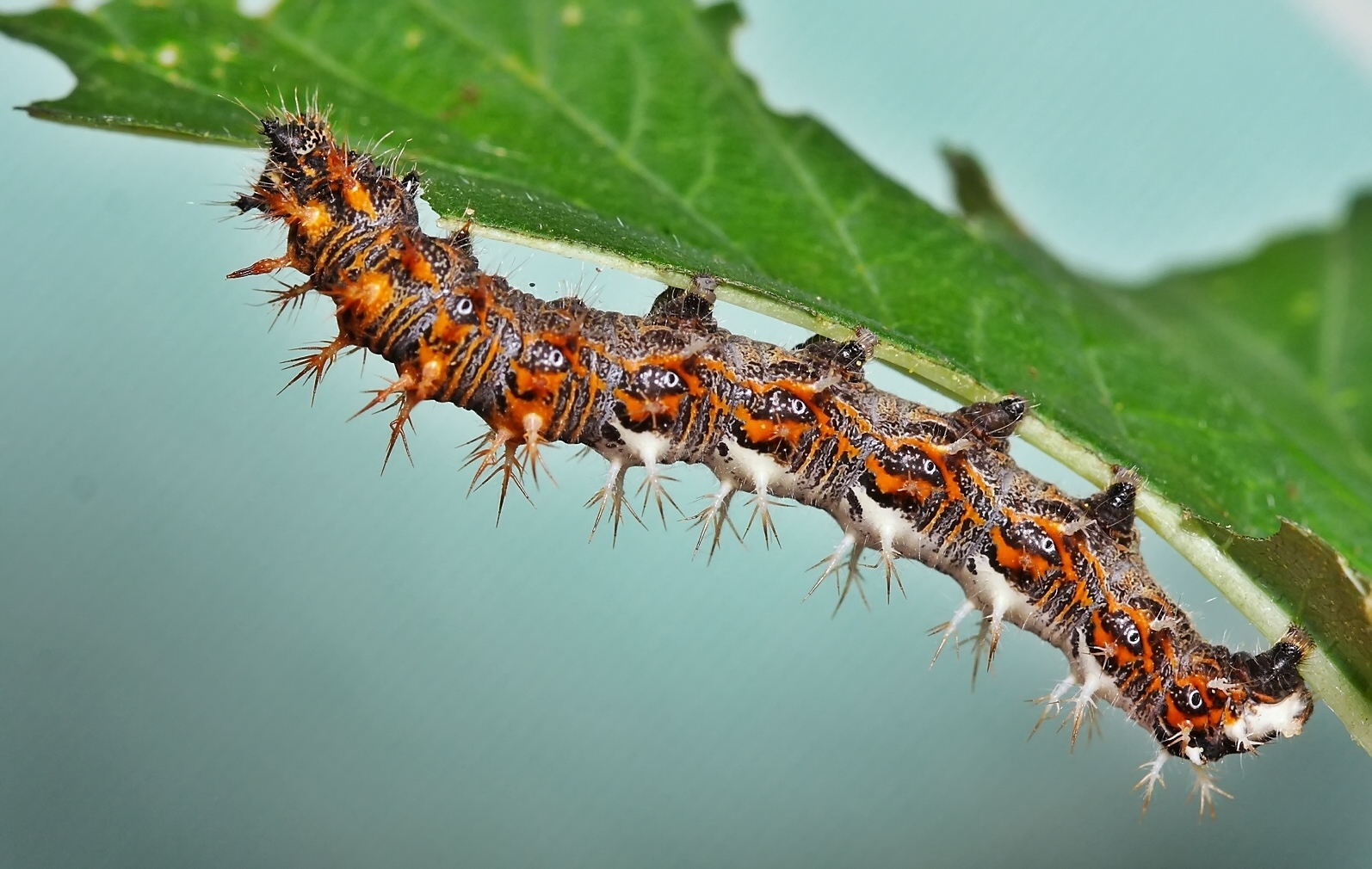 JJ's Photographic nature blog Do Butterflies remember being Caterpillars?