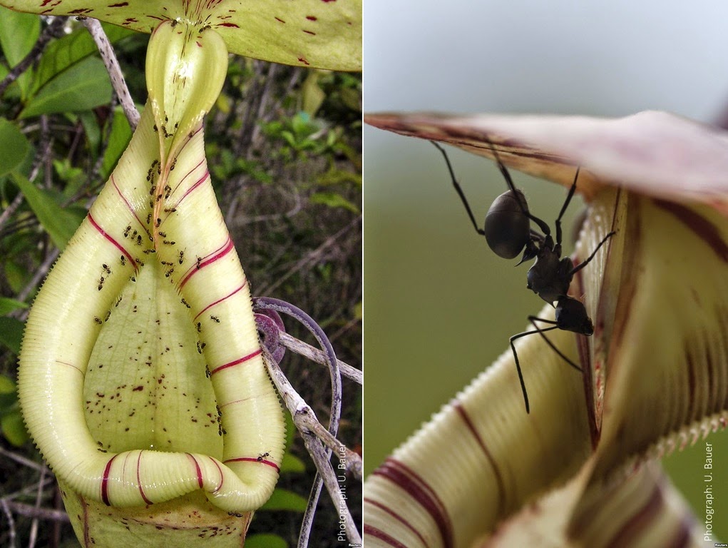 Species New to Science [Botany • 2015] How to Catch more Prey with