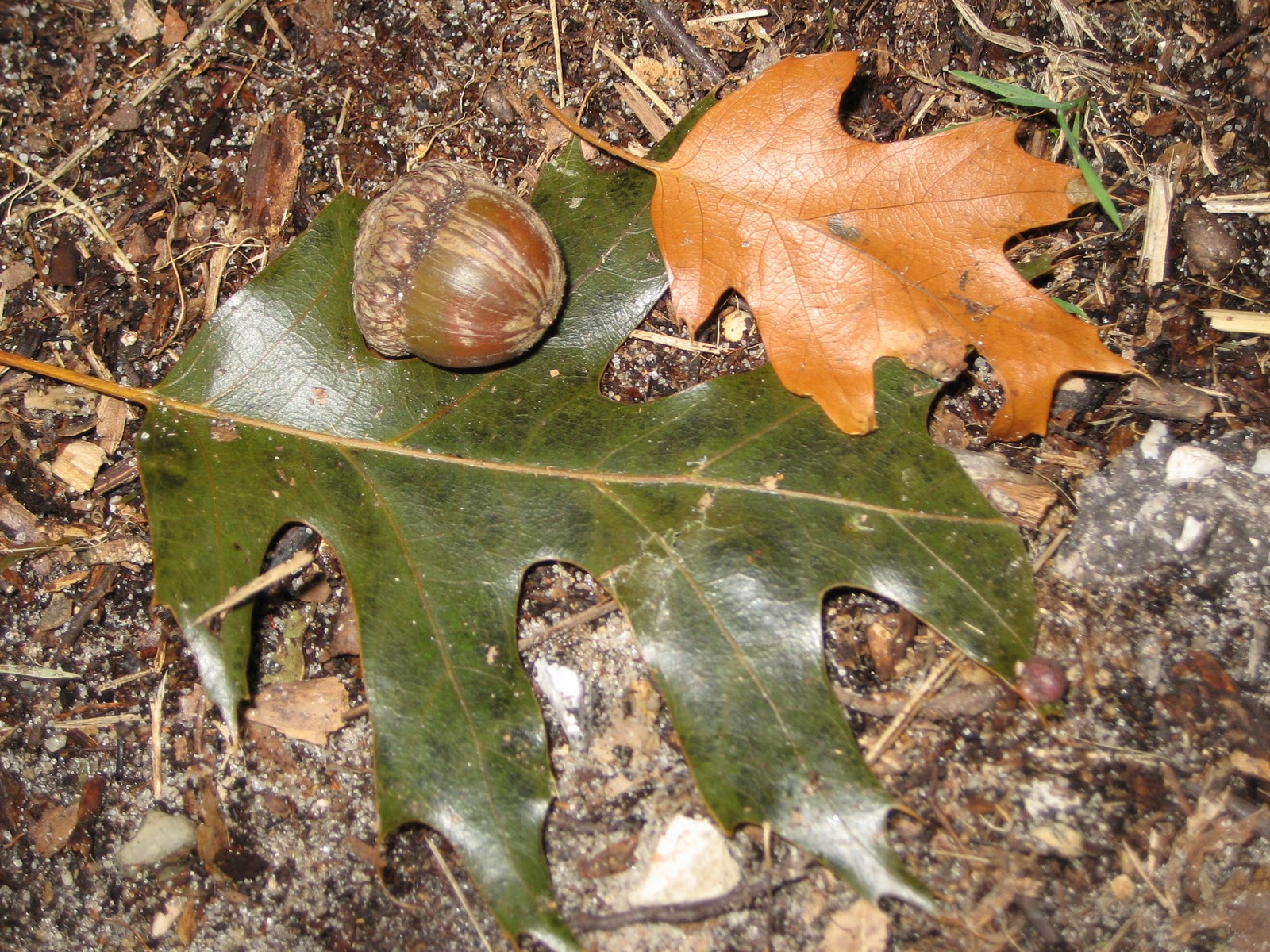 Practical Biology science for everyone Life of an Oak Part 1 life as