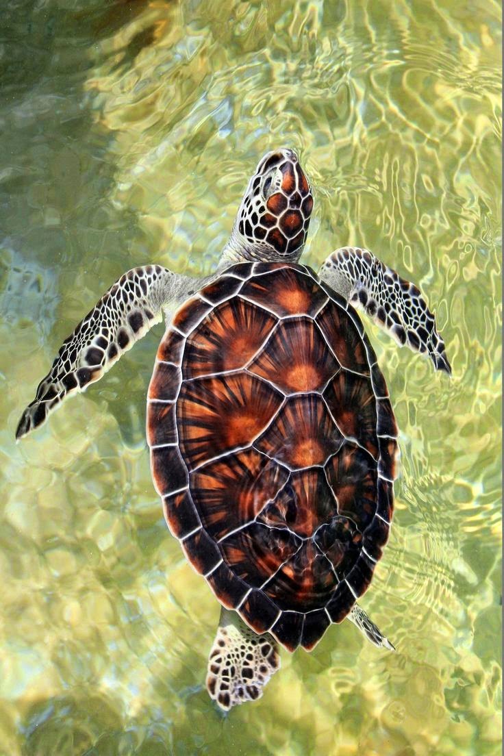 Selvage Blog: Beautiful Tortoise
