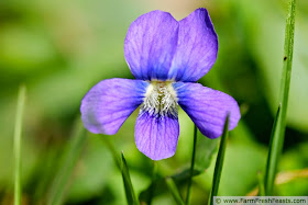 photo of a wild violet bloom