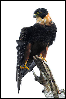 Bat Falcon (Falco rufigularis)