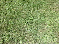 old lawn and weeds section 1