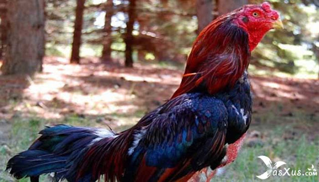10 Jenis Ayam Aduan Beserta Gambar Nama Dan Ciri Cirinya