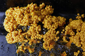 slime mold sporangia beginning to form