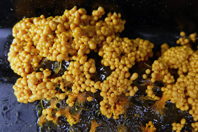 slime mold sporangia beginning to form