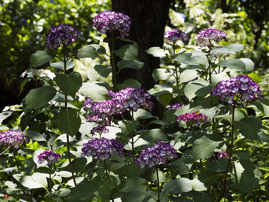 Future Plants By Randy Stewart Smooth Hydrangea
