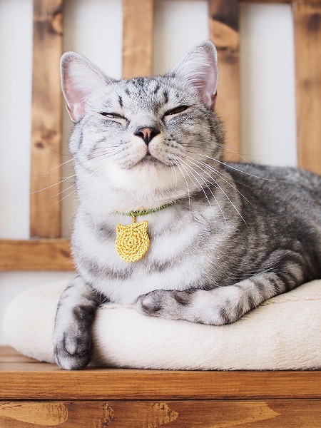 金メダルを首につけたサバトラ猫