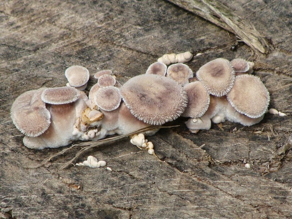 Lentinus strigosus DSC39965