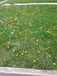 Front yard - lots of dandelions