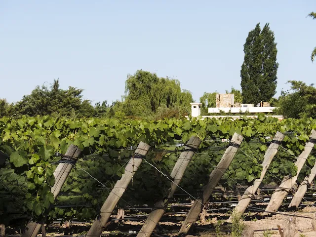 Clos de Chacras vineyard in Mendoza Argentina