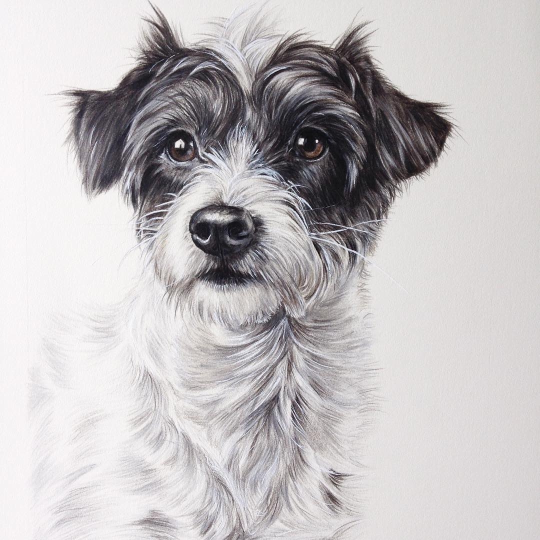 Design Stack A Blog about Art, Design and Architecture Pet Portraits