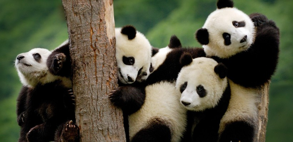 Семейство панд