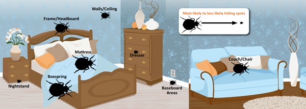 Bed Bugs Control Selangor - Pest Control Selangor