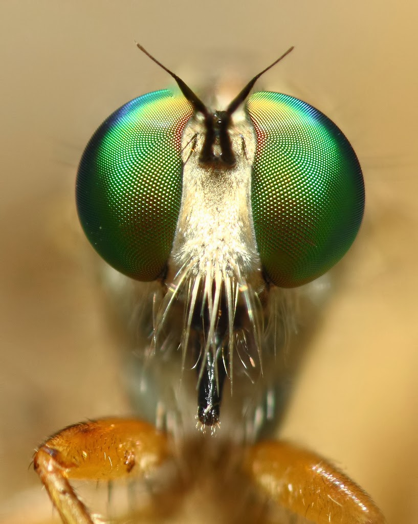 Using Close Up Lenses / Filters for Macro Photography Technology Share